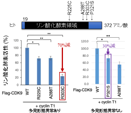 図1：CDK9バリアントのリン酸化能と病態の対応