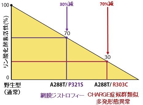 図2：リン酸化酵素活性の低下