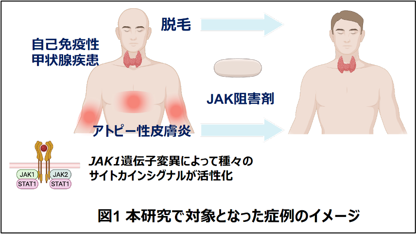 研究のイメージ図