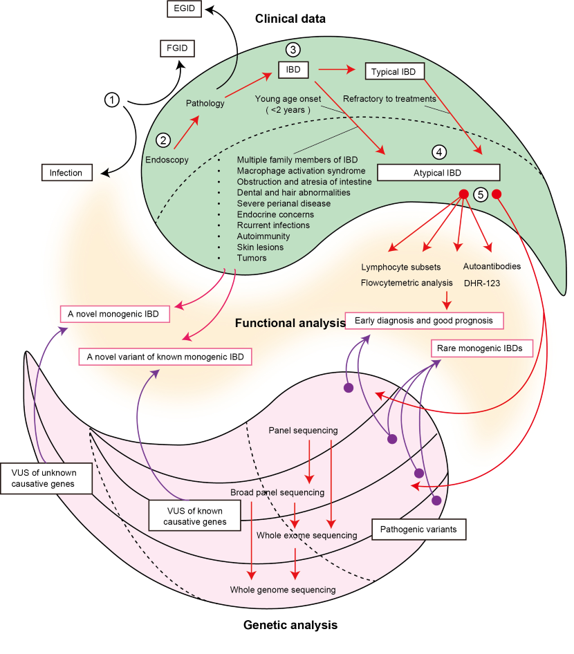図1：VEO-IBD・モノジェニックIBD の包括的診断フロー