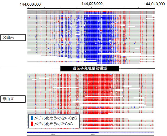 ロングリードシーケンシングを用いたインプリンティング疾患の新たな診断法を開発 ～原因不明の疾患の早期診断と発症メカニズム解明に貢献～