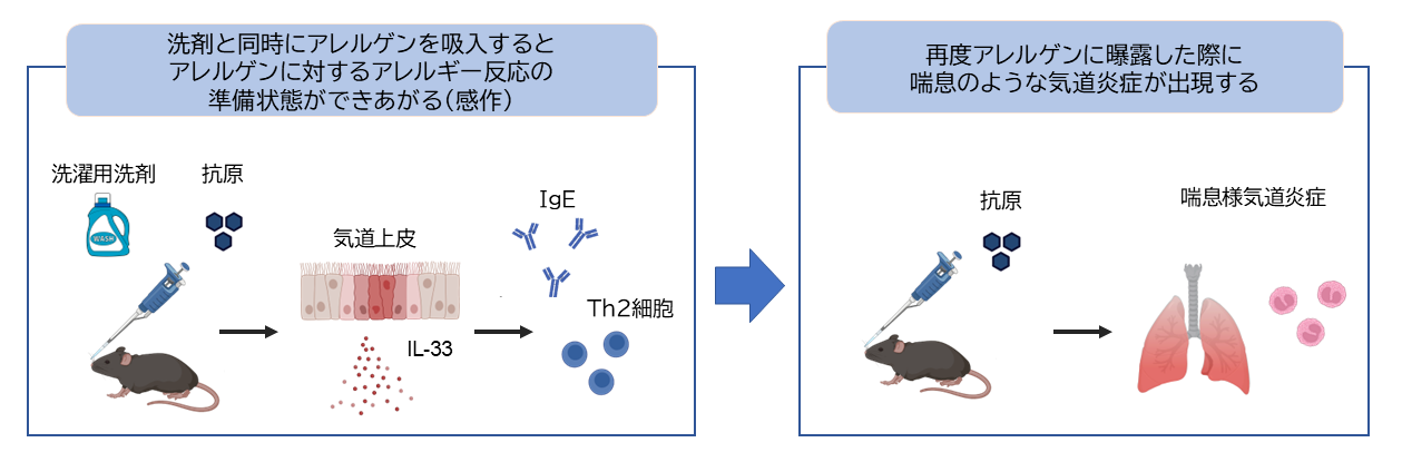 研究の概念図