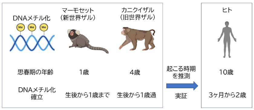 世界初・男児の生殖細胞でDNAメチル化が確立する時期を解明 ～iPS細胞を活用した不妊治療開発への足掛かりに～
