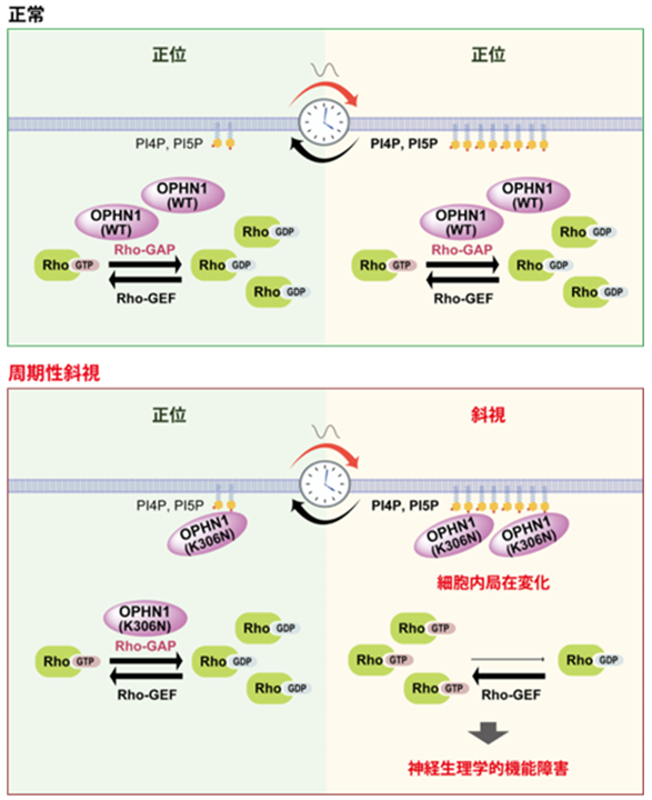 世界初・斜視が発生する日としない日が交互に現れる「周期性斜視」発症の分子機構を提唱