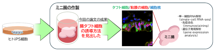 図1：ミニ腸を活用したヒトタフト細胞研究の流れ