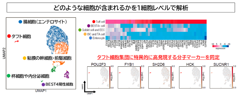 図2：Th2 サイトカイン＋Notch 阻害でタフト細胞を誘導