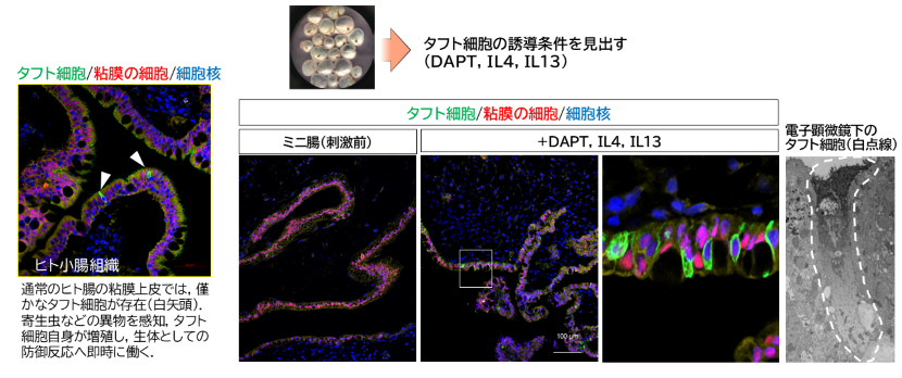 【図3：タフト細胞の分子特徴を単一細胞RNA 解析で解明】