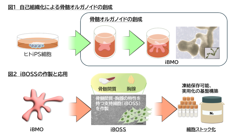 自己組織化による骨髄オルガノイドの創成、IBOSSの作製と応用の図