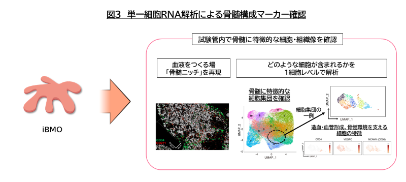 単一細胞RNA解析による骨髄構成マーカー確認