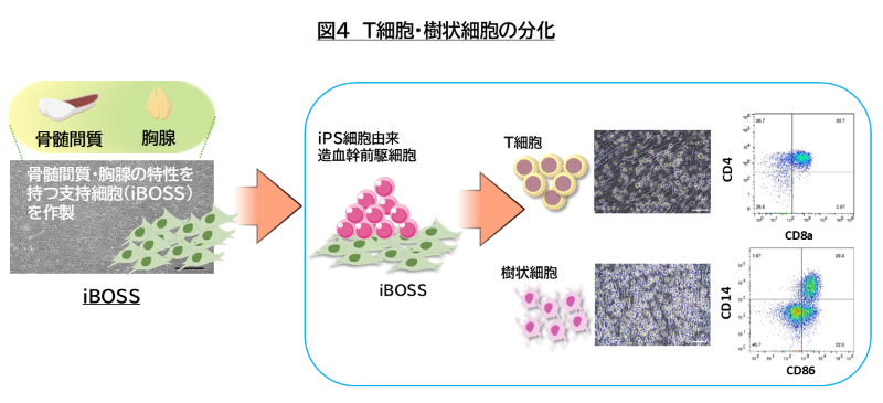 T細胞・樹状細胞の分化