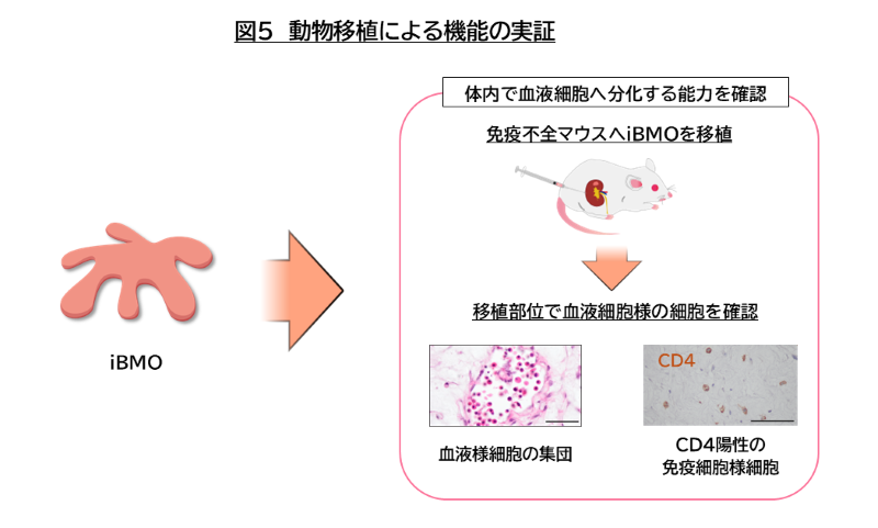 動物移植による機能の実証