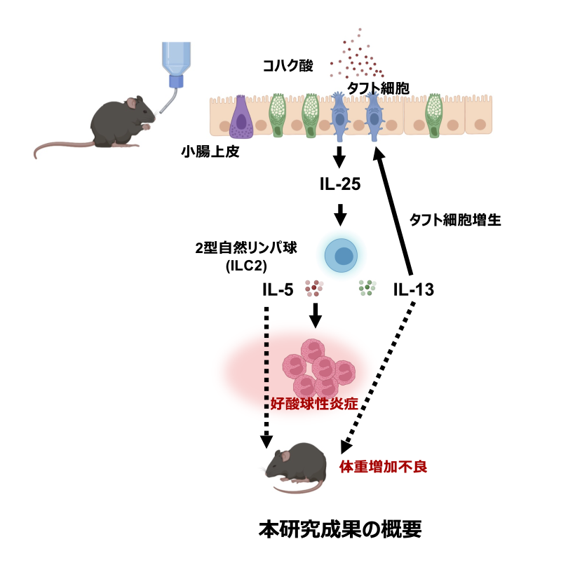 研究成果の概要図