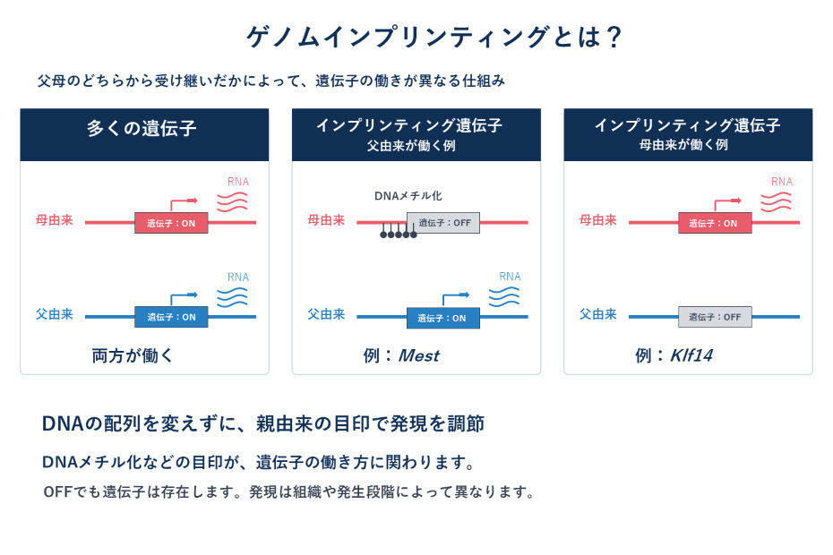 ゲノムインプリンティングについて