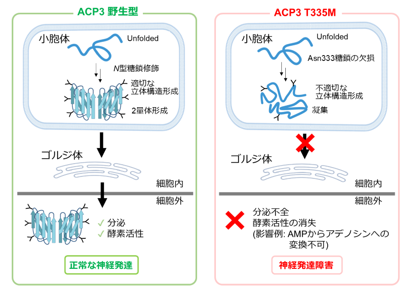 図2 ACP3のT335Mバリアントが神経発達の障害につながる仕組み（推定）
