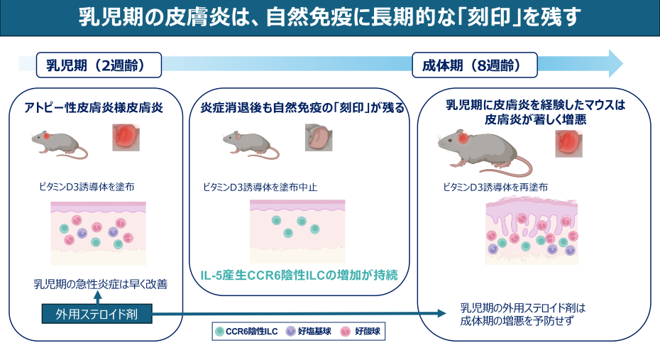 乳児期の皮膚炎が成長後の炎症反応を増幅させる 皮膚に残る「自然免疫の長期的な変化」をマウスで発見