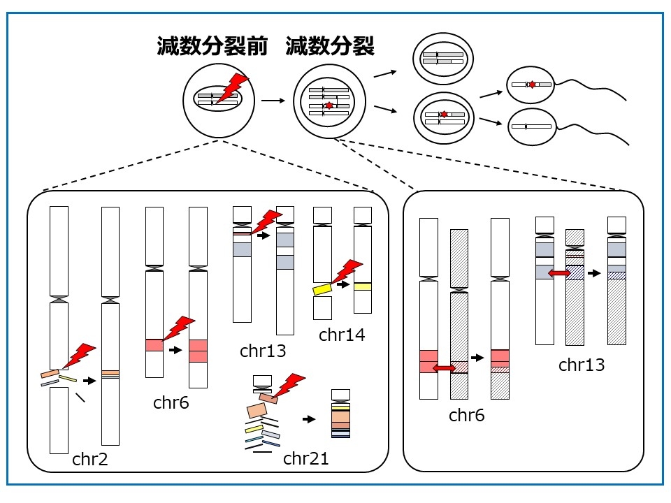 Chromosomal Aberrations and Genomic Diseases.jpg